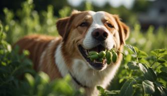 Dürfen Hunde Zuckerschoten essen?