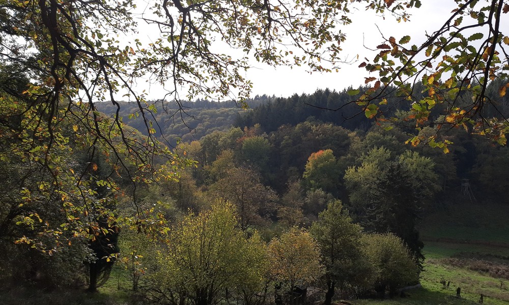 Eltville eröffnet neuen 5,4 Kilometer Rundweg in Rauenthal Eltville eröffnet neuen 5,4 Kilometer Rundweg in Rauenthal