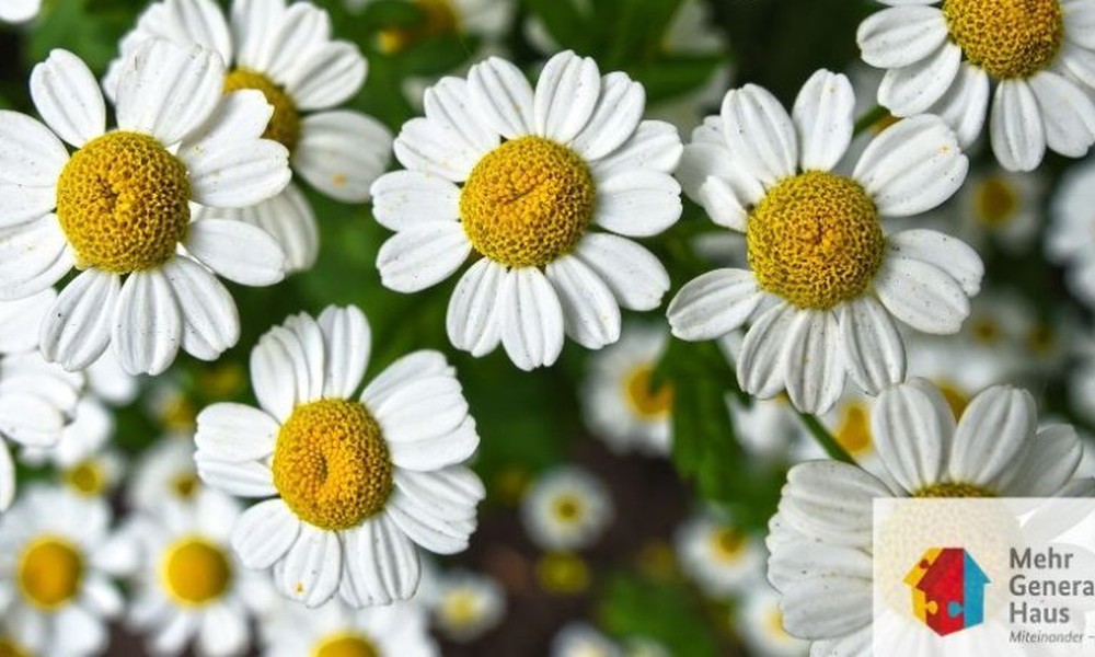 Eltville: Workshop für Blumengestecke im Mehrgenerationenhaus am 9. Juli