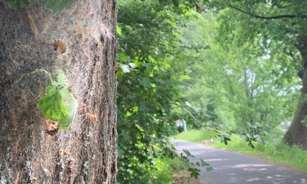 Gespinste des Eichenprozessionsspinners werden in Eltville entfernt