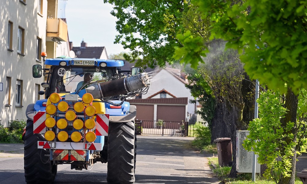 Hanau behandelt rund 850 Eichen zur Vorbeugung gegen Eichenprozessionsspinner