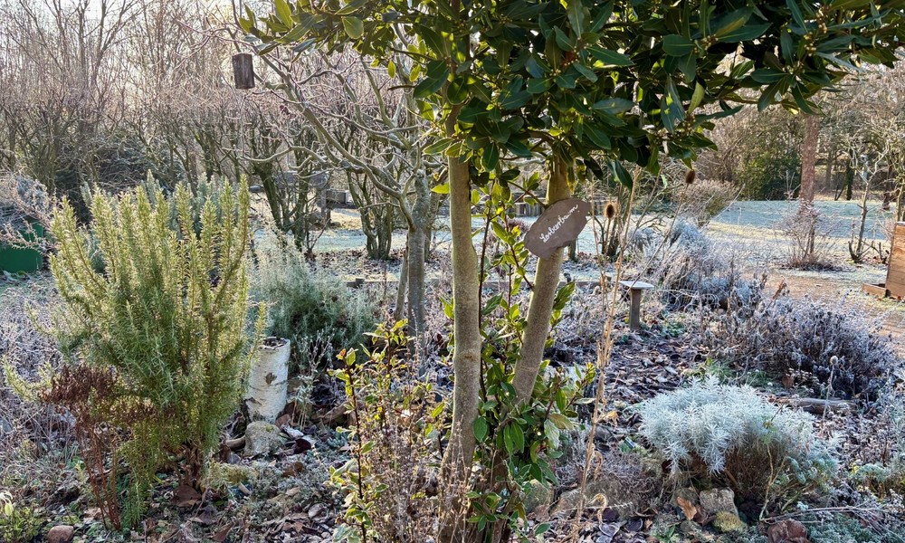 Heilpflanzen lernen und anwenden: Workshop zur Hausapotheke im Umweltzentrum Hanau Heilpflanzen lernen und anwenden: Workshop zur Hausapotheke im Umweltzentrum Hanau