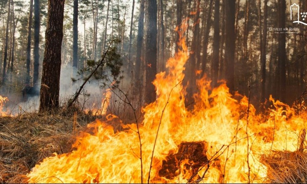 Hessen hebt Waldbrandalarm auf nach landesweiten Regenfällen