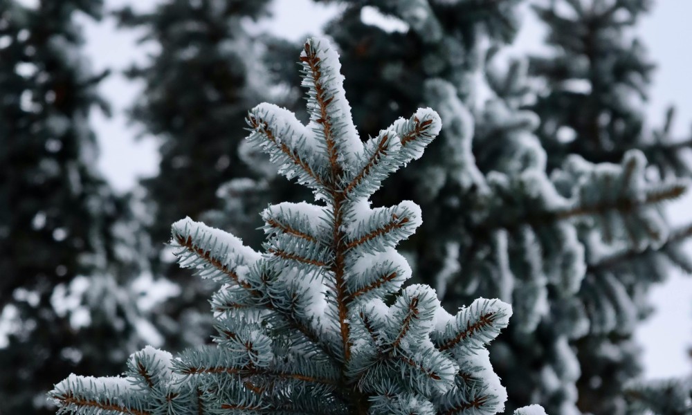 Nordmanntannen aus zertifiziertem Stadtwald werden am 13. Dezember angeboten Nordmanntannen aus zertifiziertem Stadtwald werden am 13. Dezember angeboten