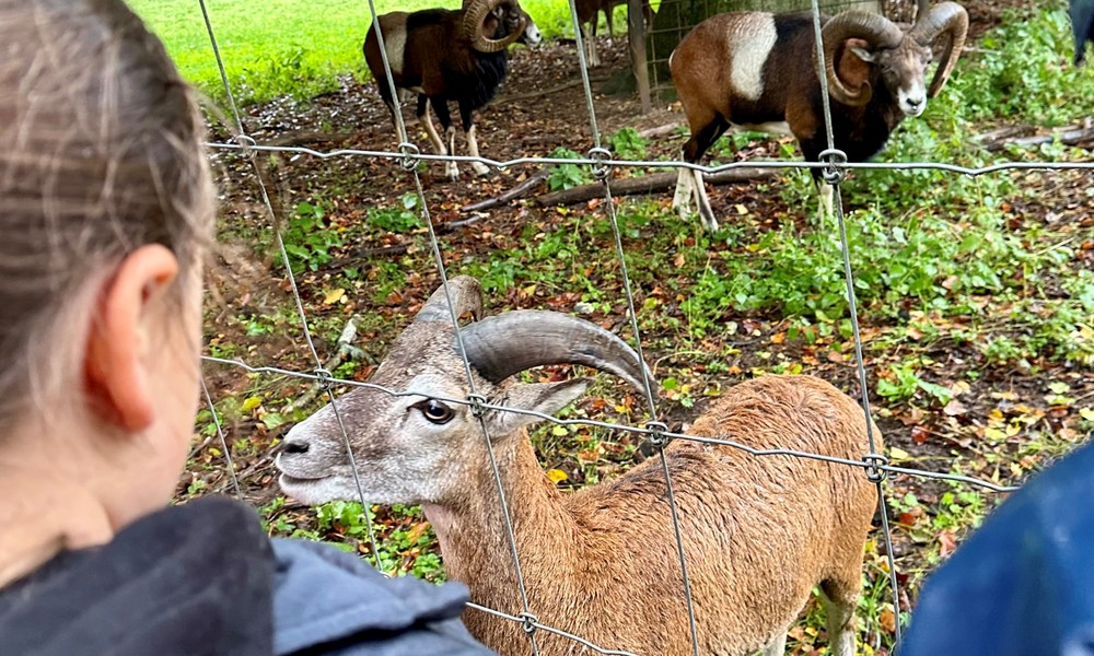Osterferienprogramm im Wildpark für Kinder aus Hanau