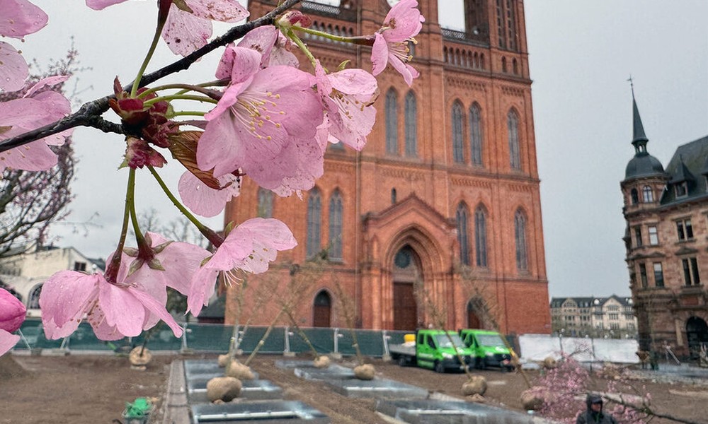 Schlossplatz in Wiesbaden erhält 24 Bäume und unterirdische Bewässerung