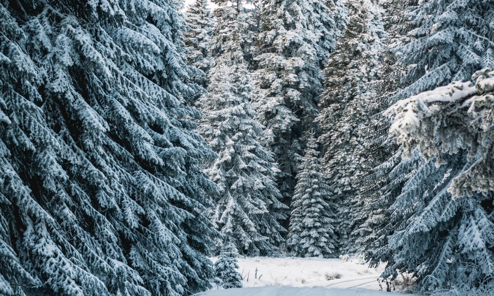 Weihnachtsbäume aus dem Wald: Forstamt Rüdesheim lädt zur Auswahl am 20. Dezember Weihnachtsbäume aus dem Wald: Forstamt Rüdesheim lädt zur Auswahl am 20. Dezember