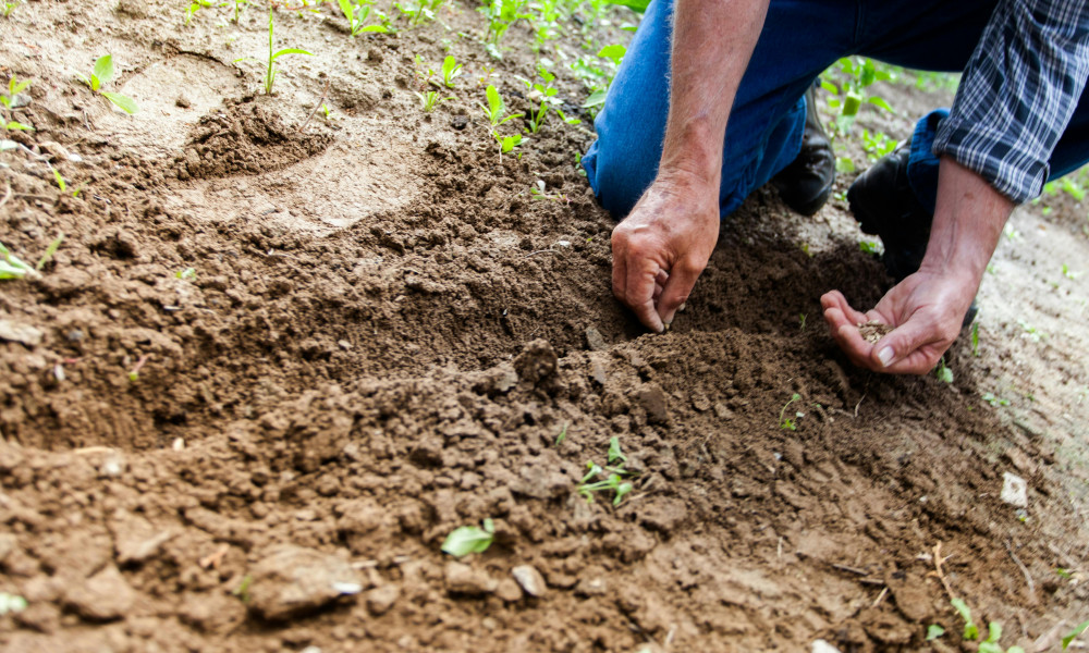 Wie man die Artenvielfalt im eigenen Garten fördern kann