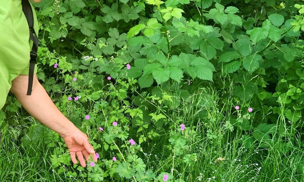 Wildkräuterführung in der Bulau und natürliches Ostereierfärben in Hanau am ersten Osterferienwochenende