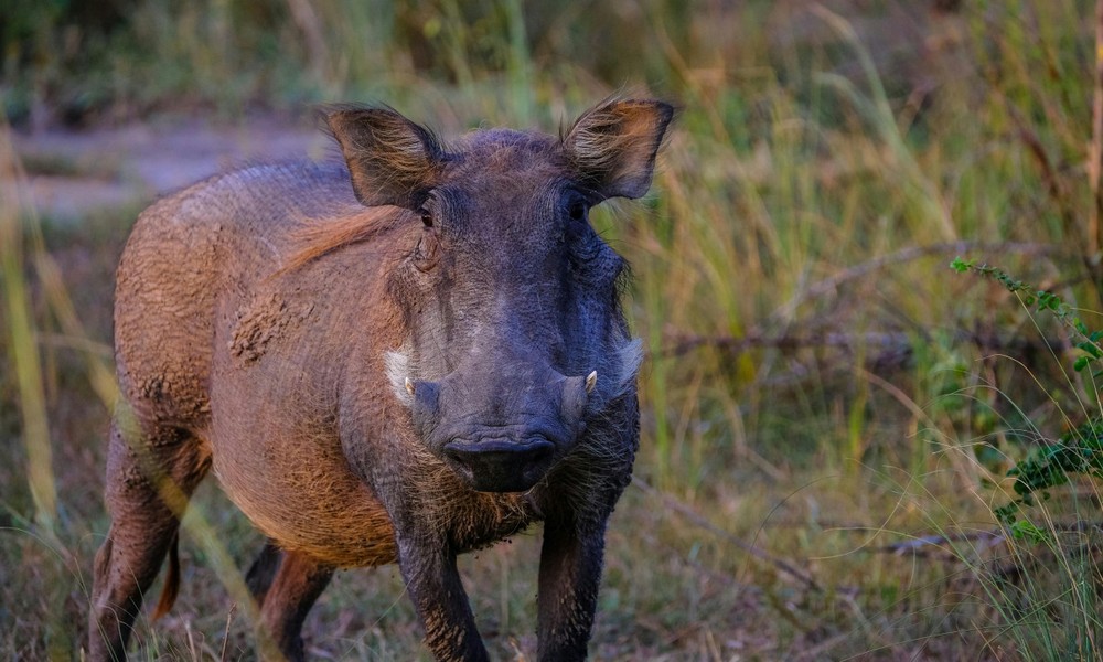 Zehn Monate ohne neuen ASP-Nachweis im Rheingau-Taunus-Kreis und geplante Rückzonierung Zehn Monate ohne neuen ASP-Nachweis im Rheingau-Taunus-Kreis und geplante Rückzonierung